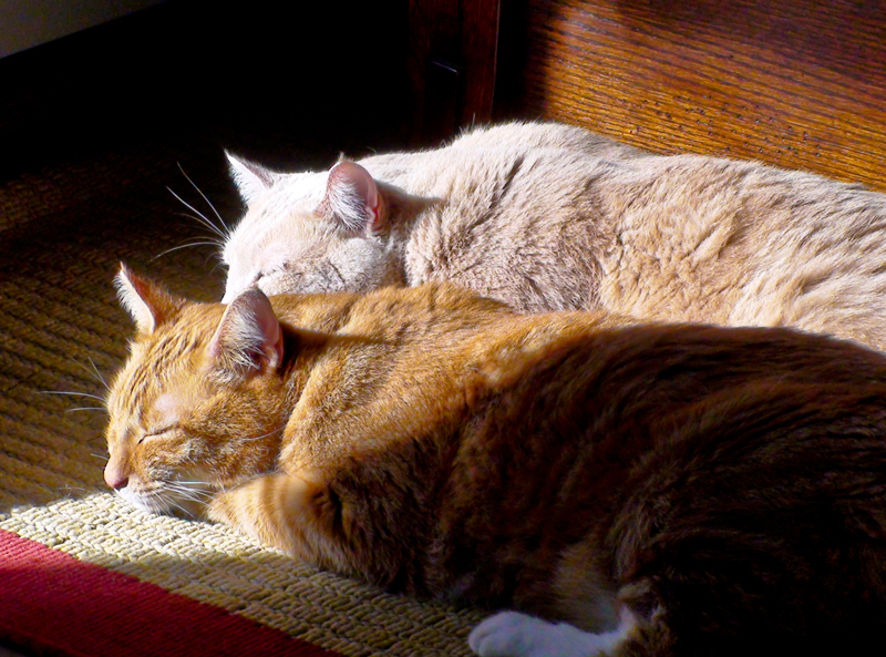 Cats